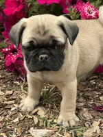 Lila, a female Pug for sale in Amherst, VA – 7 of 8