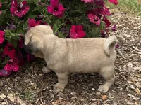 Lila, a female Pug for sale in Amherst, VA – 4 of 8