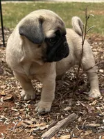 Lila, a female Pug for sale in Amherst, VA – 2 of 8
