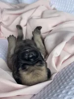 Lila, a female Pug for sale in Amherst, VA – Photo 3 of 6