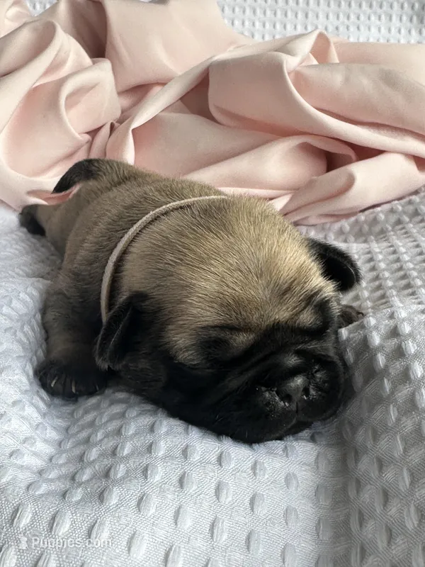 Lila – Pug puppy for sale in Amherst, VA
