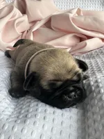 Lila, a female Pug for sale in Amherst, VA – Photo 1 of 6