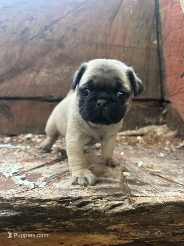 Lila – Pug puppy for sale in Amherst, VA