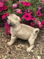 Lila, a female Pug for sale in Amherst, VA – 6 of 8