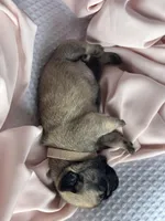 Lila, a female Pug for sale in Amherst, VA – Photo 6 of 6