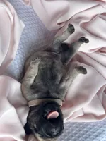 Lila, a female Pug for sale in Amherst, VA – Photo 4 of 6