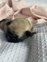 Lila, a female Pug for sale in Amherst, VA – Photo 2 of 6