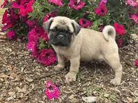 Lila, a female Pug for sale in Amherst, VA – 8 of 8