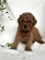 Milo , a male Miniature Goldendoodle for sale in Amherst, VA – 5 of 8