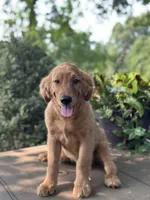 Ace , a male Golden Retriever and English Goldendoodle for sale in Amherst, VA – 3 of 5
