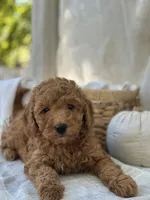 Willow , a female Miniature Goldendoodle for sale in Amherst, VA – 9 of 10