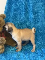 Lila, a female Pug for sale in Amherst, VA – 4 of 10