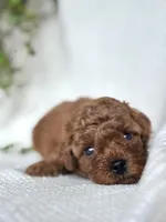 Milo , a male Miniature Goldendoodle for sale in Amherst, VA – 2 of 8
