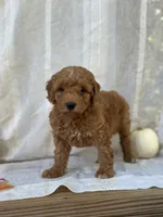 Buster , a male Miniature Goldendoodle for sale in Amherst, VA – 7 of 10