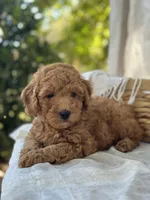 Willow , a female Miniature Goldendoodle for sale in Amherst, VA – 4 of 10