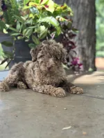 Winston, a male Miniature Goldendoodle for sale in Amherst, VA – 3 of 5