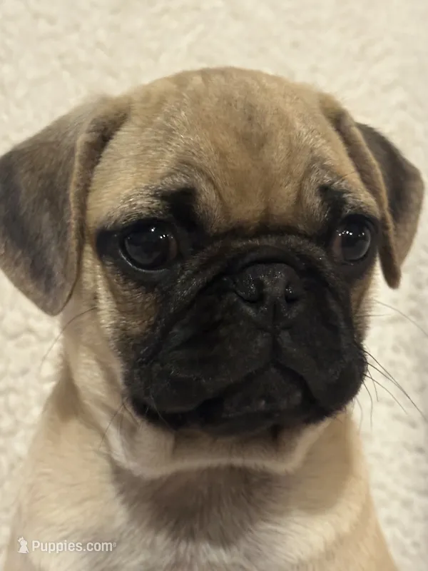 Peppercorn – Pug puppy for sale in Amherst, VA