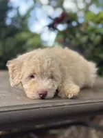 June , a female Miniature Goldendoodle for sale in Amherst, VA – 2 of 7