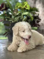 Will, a male Miniature Golden Retriever for sale in Amherst, VA – 7 of 7
