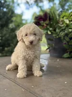 June , a female Miniature Goldendoodle for sale in Amherst, VA – 7 of 7