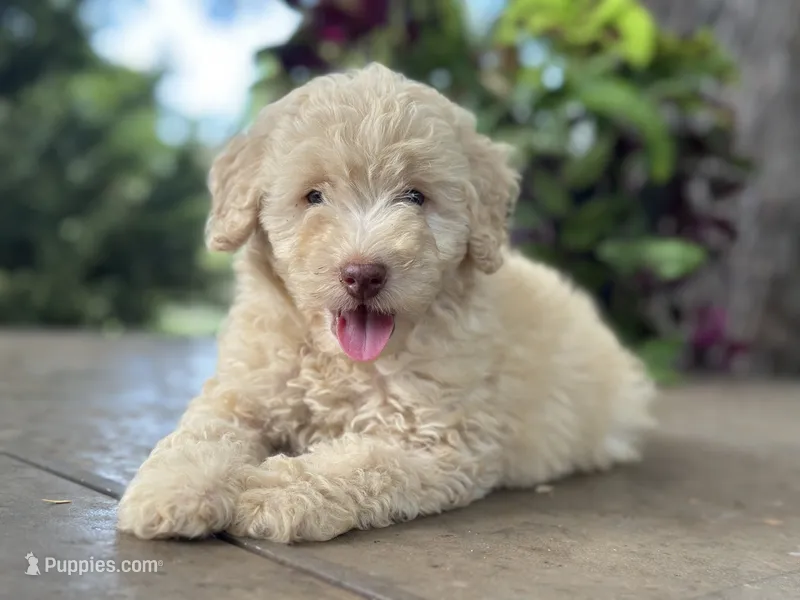 June  – Miniature Goldendoodle puppy for sale in Amherst, VA