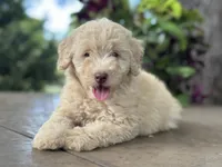 June , a female Miniature Goldendoodle for sale in Amherst, VA – 1 of 7