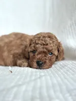 Milo , a male Miniature Goldendoodle for sale in Amherst, VA – 8 of 8