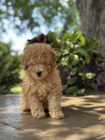 Waffle , a male Miniature Goldendoodle for sale in Amherst, VA – 2 of 8