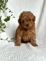 Monty, a male Miniature Goldendoodle for sale in Amherst, VA – 3 of 7