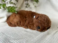 Jerry , a male Miniature Goldendoodle for sale in Amherst, VA – 4 of 10