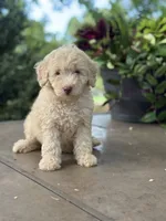 June , a female Miniature Goldendoodle for sale in Amherst, VA – 3 of 7
