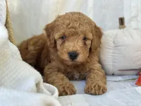 Ridge , a male Miniature Goldendoodle for sale in Amherst, VA – 3 of 10