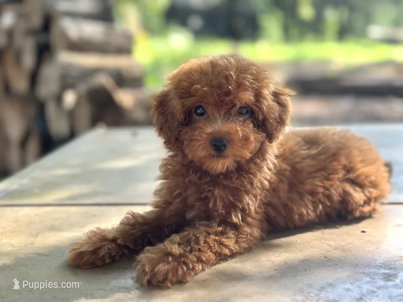 Espresso  – Miniature Goldendoodle puppy for sale in Amherst, VA