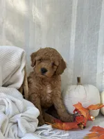 Ridge , a male Miniature Goldendoodle for sale in Amherst, VA – 4 of 10