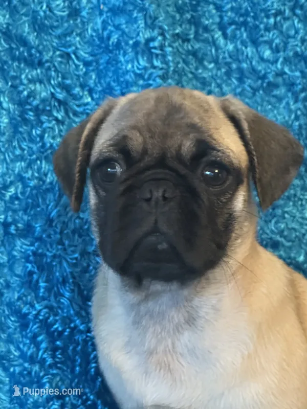 Lila – Pug puppy for sale in Amherst, VA