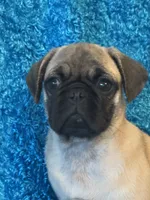 Lila, a female Pug for sale in Amherst, VA – 1 of 10