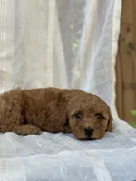 Chester , a male Miniature Goldendoodle for sale in Amherst, VA – 2 of 10