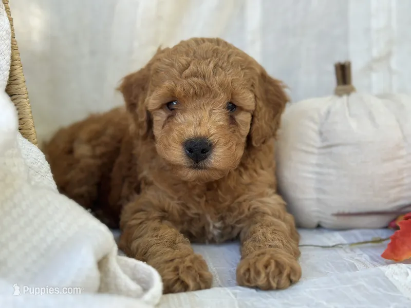 Ridge  – Miniature Goldendoodle puppy for sale in Amherst, VA
