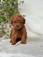 Jerry , a male Miniature Goldendoodle for sale in Amherst, VA – 2 of 10