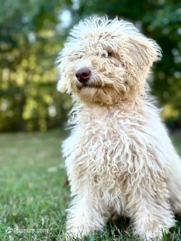 June – Miniature Goldendoodle puppy for sale in Amherst, VA