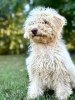 June, a female Miniature Goldendoodle for sale in Amherst, VA – 1 of 8