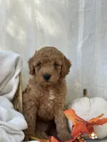 Ridge , a male Miniature Goldendoodle for sale in Amherst, VA – 5 of 10