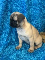 Lila, a female Pug for sale in Amherst, VA – 9 of 10