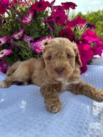 Axel , a male Miniature Goldendoodle for sale in Amherst, VA – 2 of 2