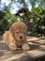 Waffle , a male Miniature Goldendoodle for sale in Amherst, VA – 4 of 8