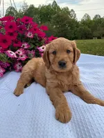 Boyd , a male Goldendoodle for sale in Amherst, VA – 6 of 6