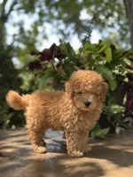 Waffle , a male Miniature Goldendoodle for sale in Amherst, VA – 6 of 8