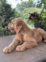 Buster , a male Goldendoodle and Golden Retriever for sale in Amherst, VA – 7 of 8