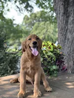 Ace , a male Golden Retriever and English Goldendoodle for sale in Amherst, VA – 4 of 5