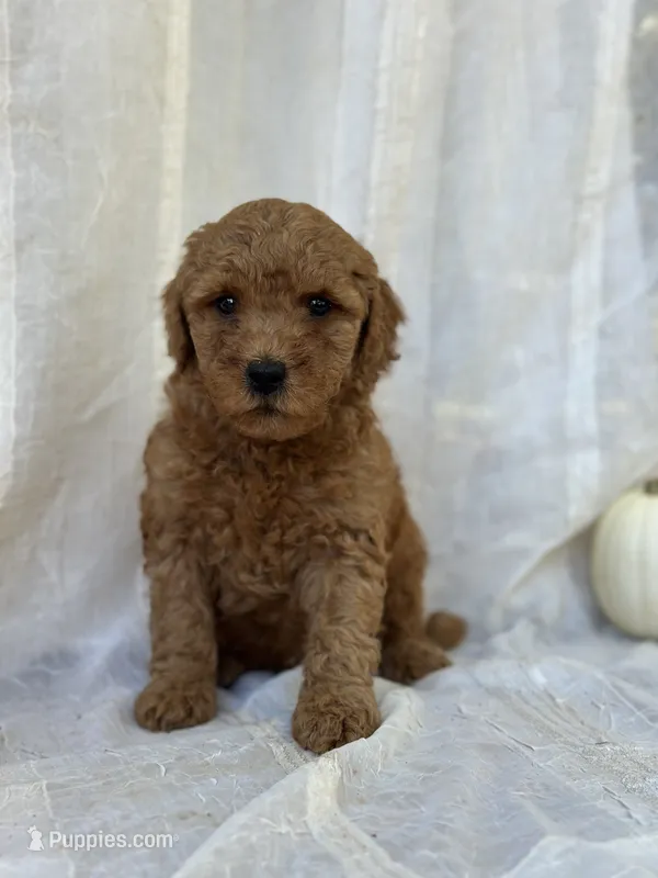 Chester  – Miniature Goldendoodle puppy for sale in Amherst, VA